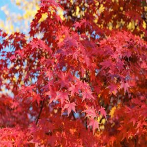 Acero Rosso cero Rosso